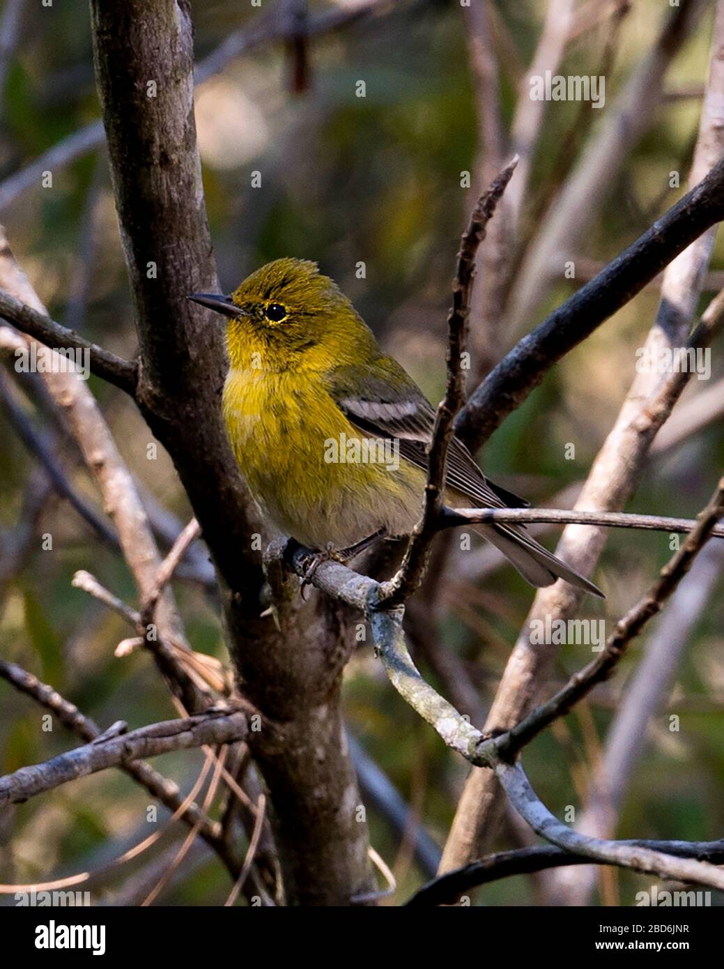 Vue rapprochée des oiseaux finch jaunes avec fond flou affichant la tête, le bec, les yeux, le plumage jaune dans son environnement et ses environs. Banque D'Images
