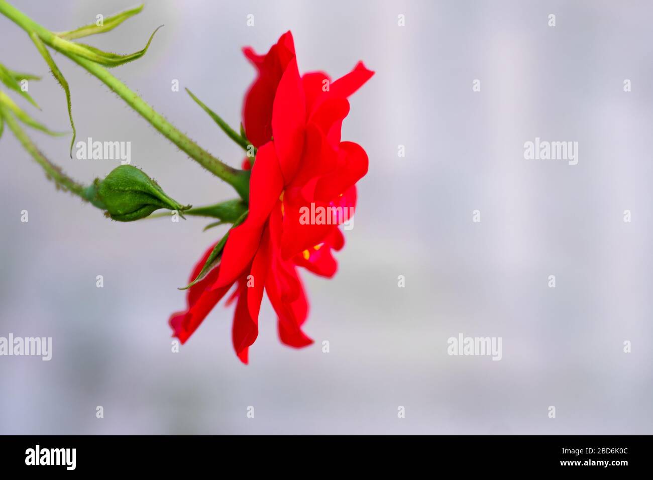 fleur isolée et bourgeon d'une rose sur fond gris Banque D'Images