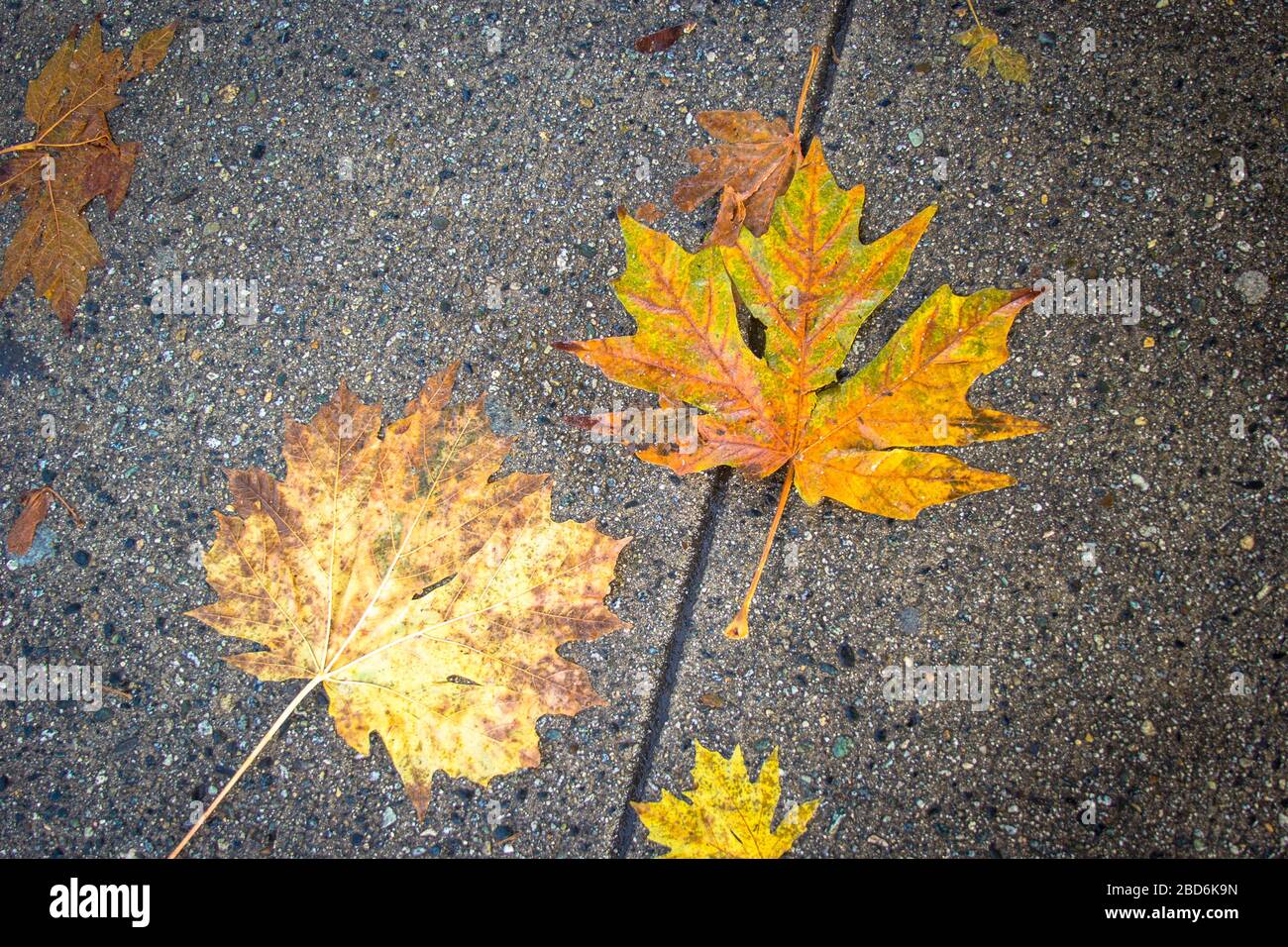Des feuilles d'automne sont tombées sur du béton dans un bloc urbain Banque D'Images