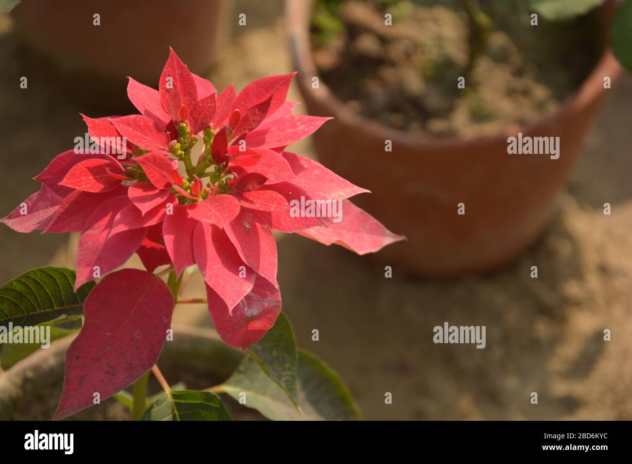 Quelques belles fleurs de papier ou bougainvilliers il s'appelle Booganbel inhindi et Marathi, Cherei à Manipuri, Baganbilas à Bengali, Kathigala Puvvu i Banque D'Images