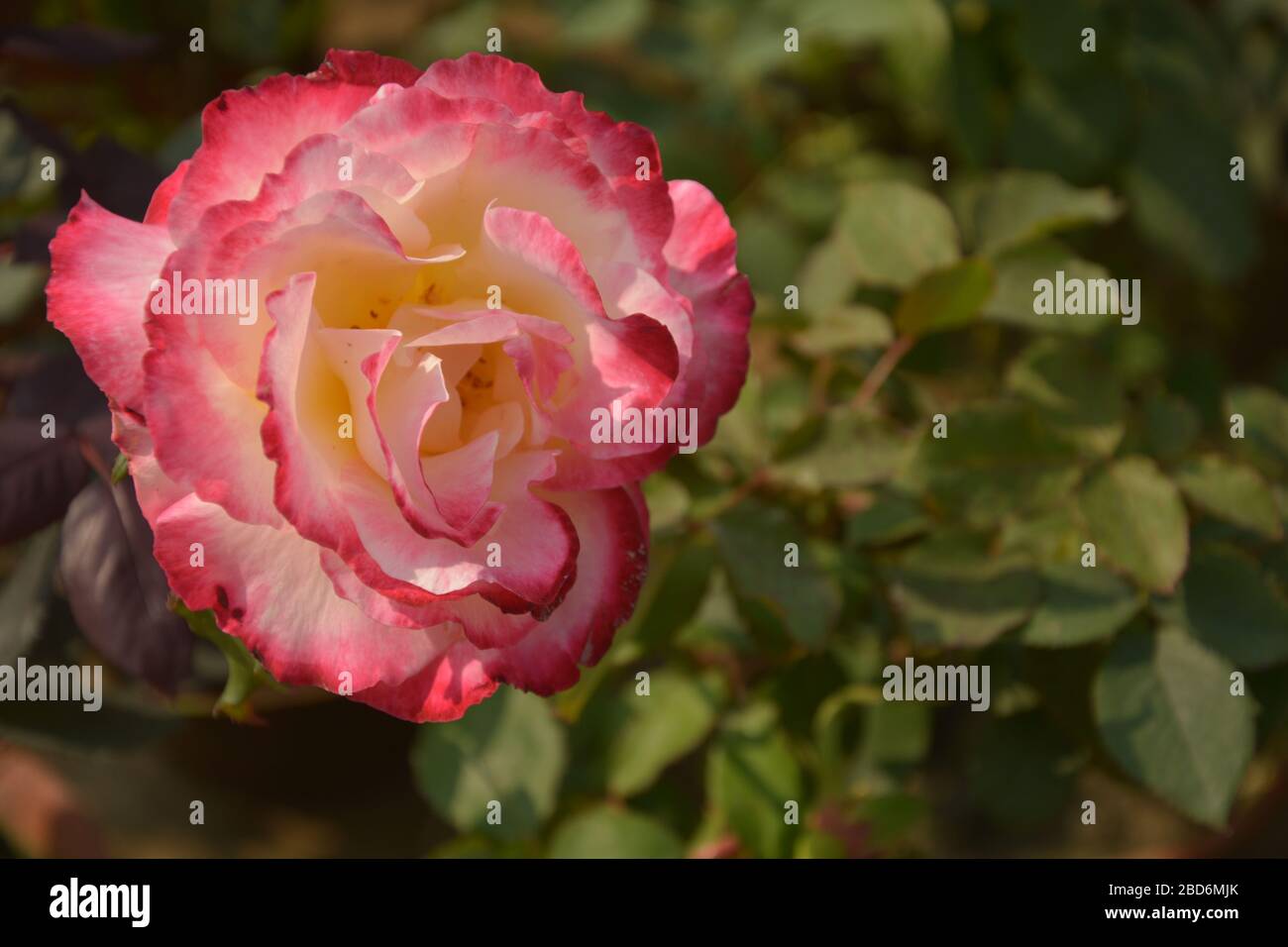 Gros plan d'un beau blanc avec une rose d'ombre, Rosa fleurit dans un jardin du Bengale occidental, Inde, focalisation sélective Banque D'Images
