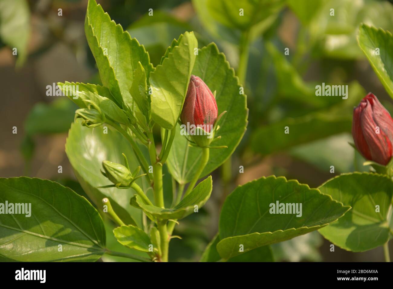 Bourgeon d'une couleur rouge rose de Chine (Hibiscus rosa-sinensis ) également connu sous le nom de Chinese hibiscus avec de jeunes feuilles vertes dans un jardin avec arrière-plan flou et se Banque D'Images