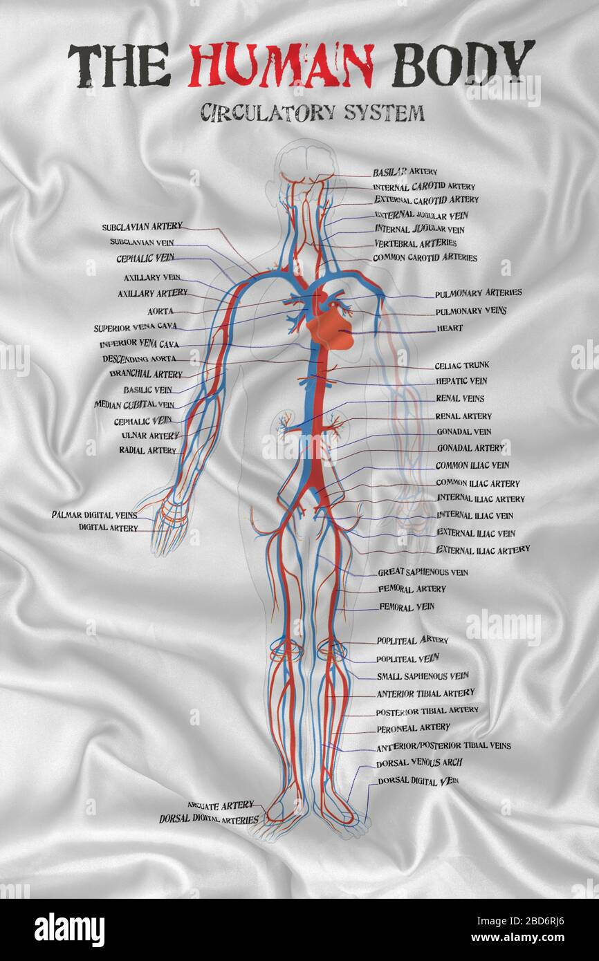 schéma du système circulatoire du corps humain sur la texture du tissu ...