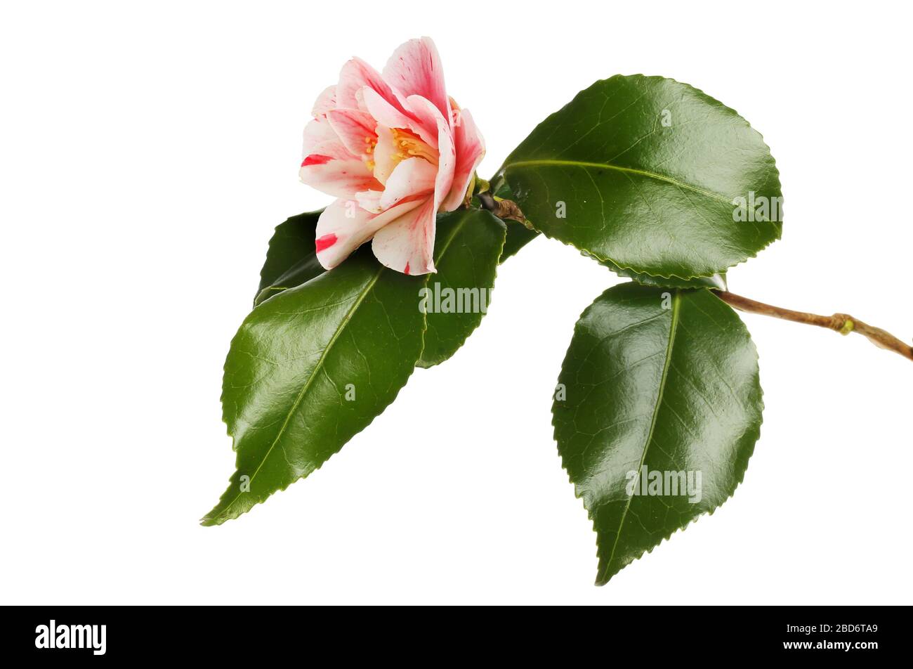 Fleur de camellia variégée blanche et rouge et feuillage isolé contre le blanc Banque D'Images