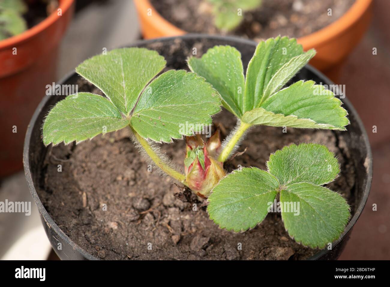 Plante de fraise en pot, printemps, trois feuilles, floraison, d'en haut. Banque D'Images