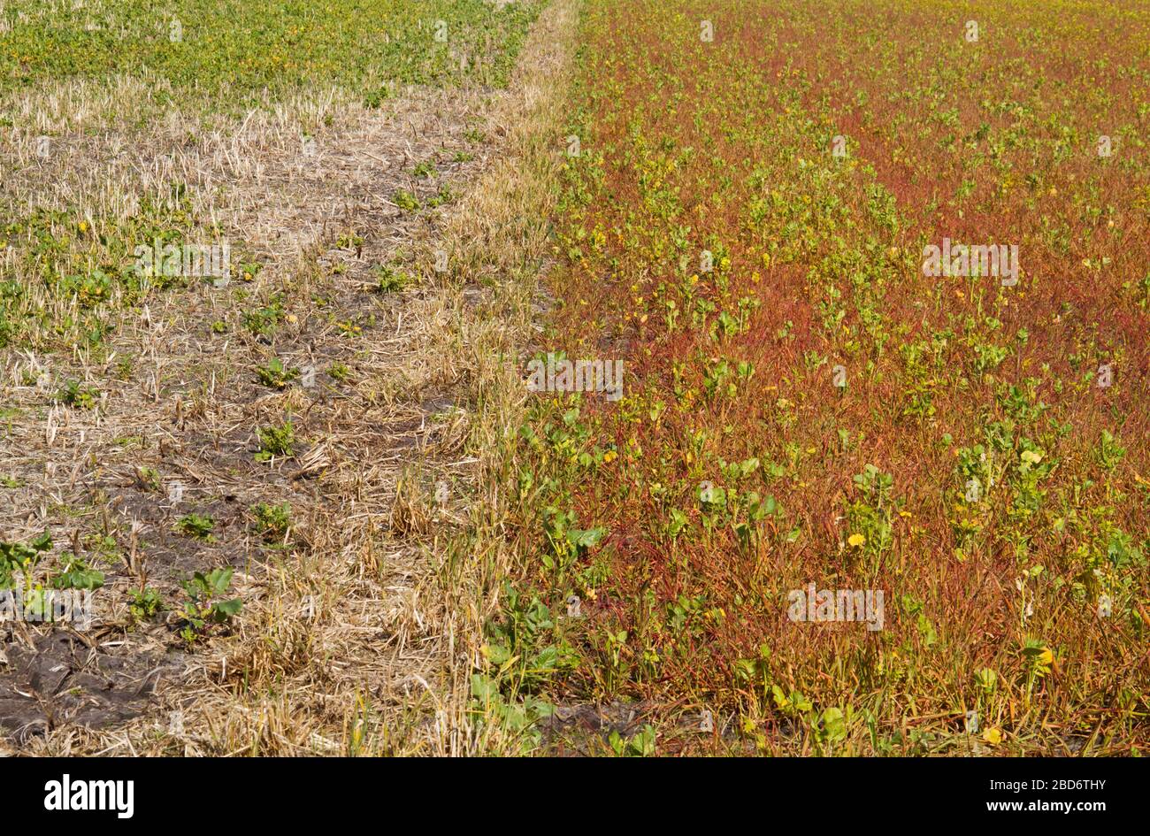 Effet de l'herbicide glyphosate pulvérisé sur les mauvaises herbes Banque D'Images