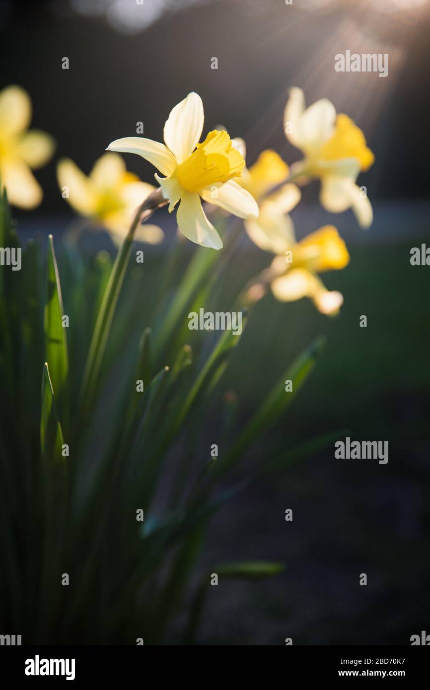 Belle fleur jaune narcissus avec des feuilles vertes fraîches en lumière vive avec un espace noir de copie d'arrière-plan Banque D'Images