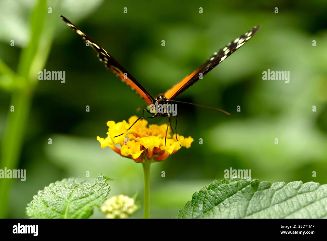 Macro de Tiger Longwing (Heliconius hecale) papillon se nourrissant sur la fleur jaune (Lantana camara) vu de l'avant Banque D'Images