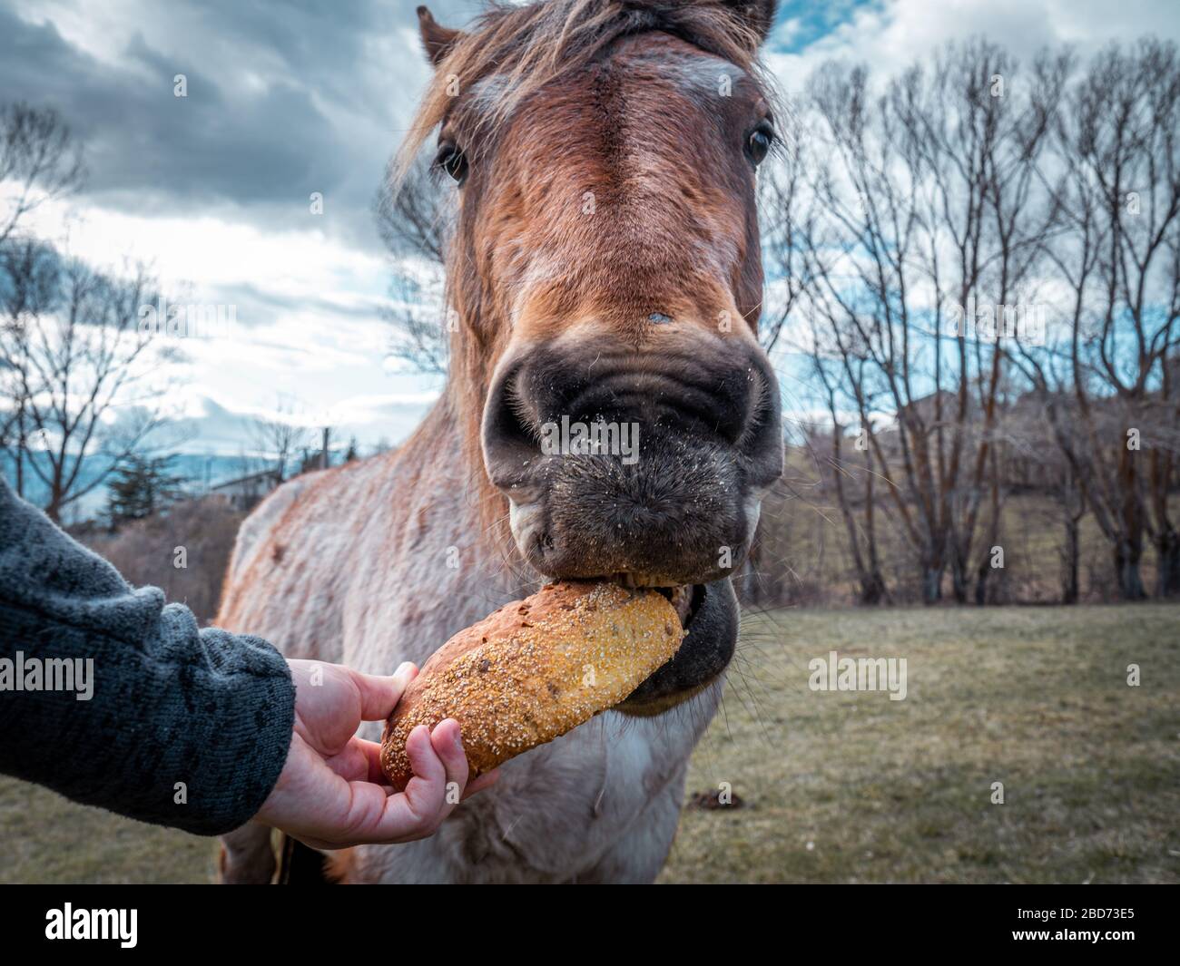 Horse bread Banque de photographies et d’images à haute résolution - Alamy