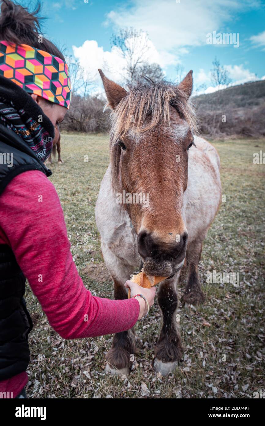 Person alimentant un cheval brun à la main en plein air. Interaction proche entre l'homme et l'animal dans un cadre rural, concept de soins et de bien-être animal. Banque D'Images