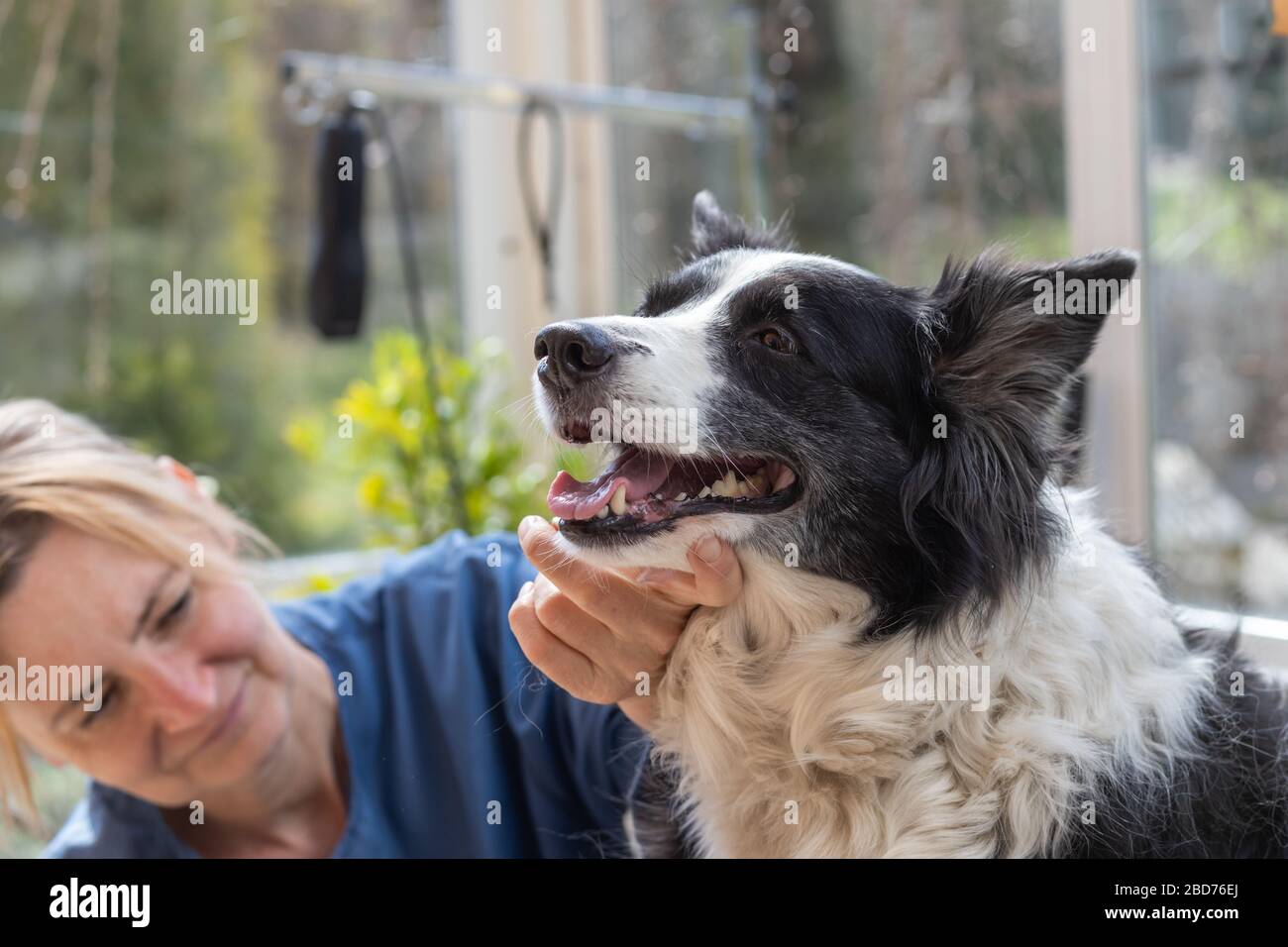 Soin du chien Collie de bordure fermé. L'aine professionnelle tient le menton du chien. Banque D'Images