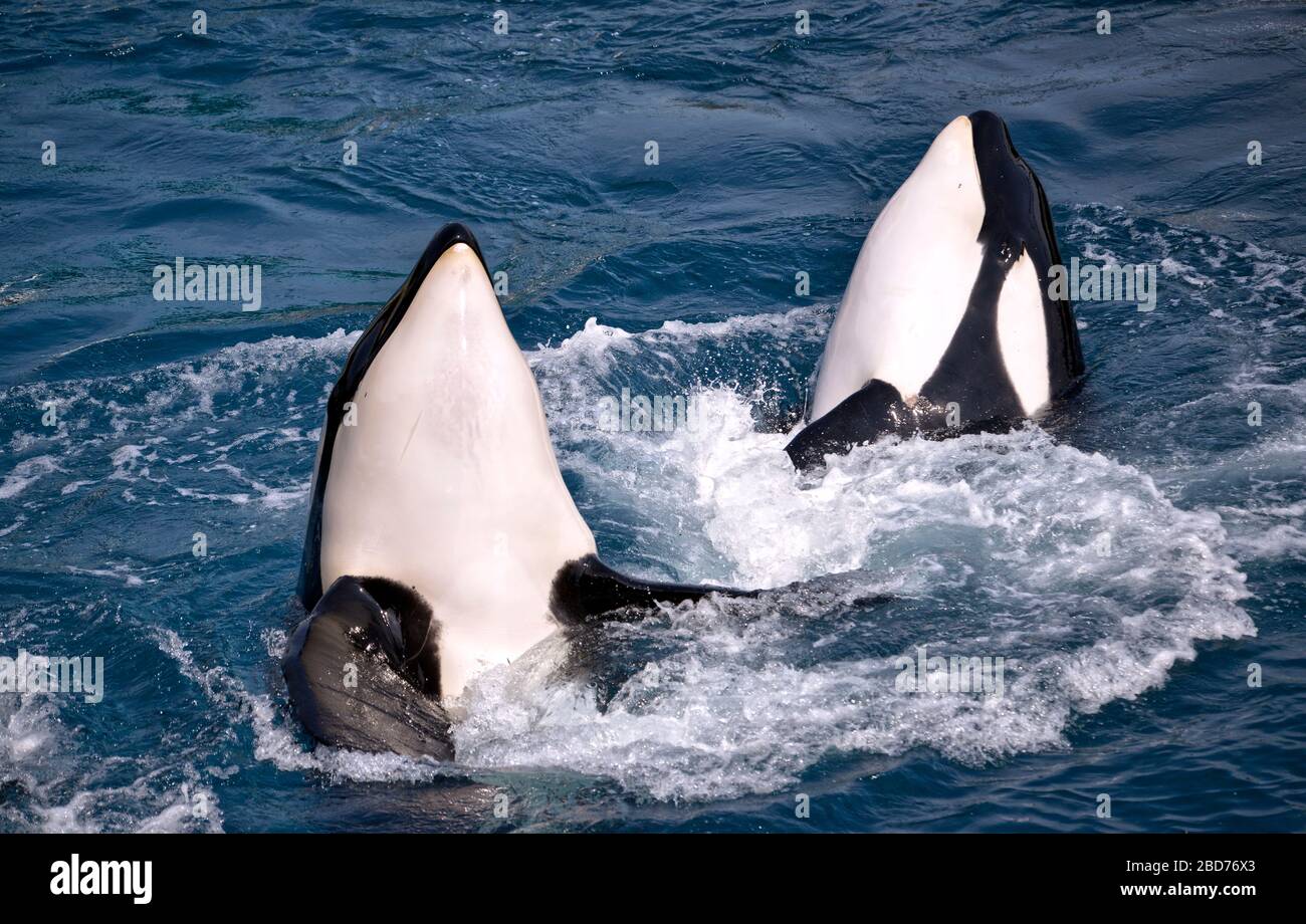 Deux épaulards (Orcinus orca) dans l'eau bain tourbillon Banque D'Images