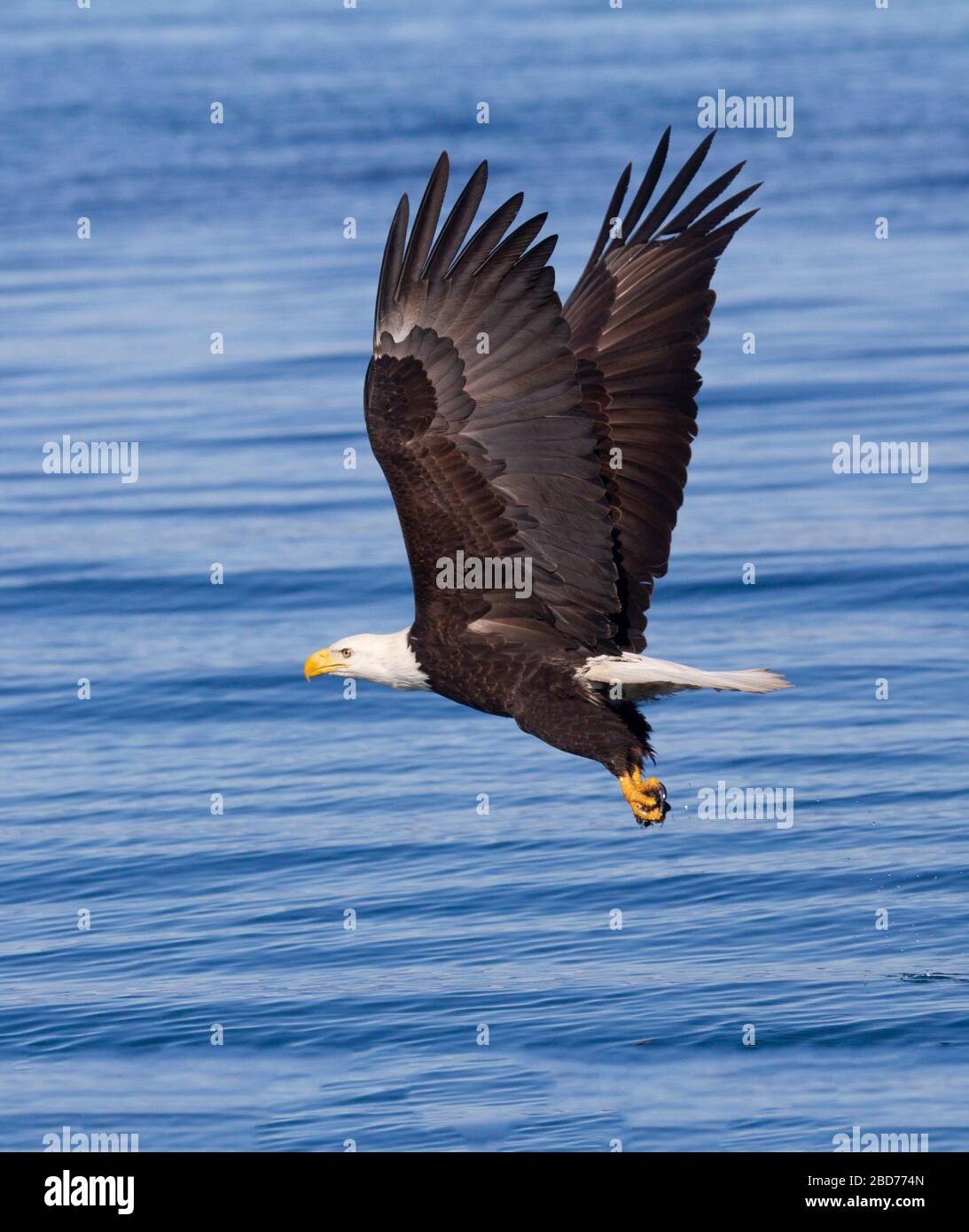 Ailes volantes adultes Bald Eagle tout droit Banque D'Images