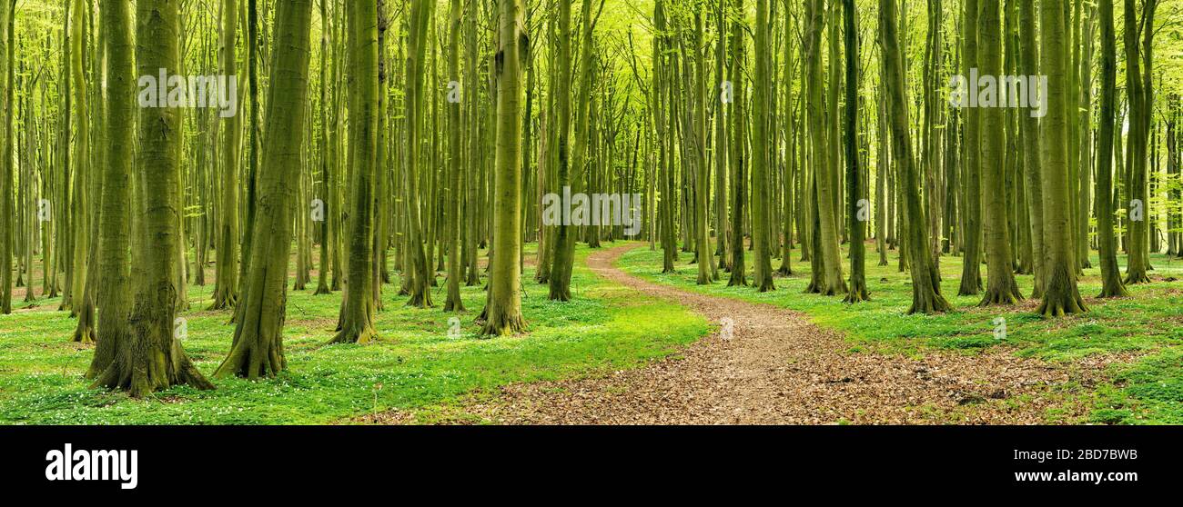 Panorama, sentier de randonnée à travers la forêt de sangsues (Fagus) au printemps, anémones en fleurs, parc national de Jasmund, île de Ruegen Banque D'Images