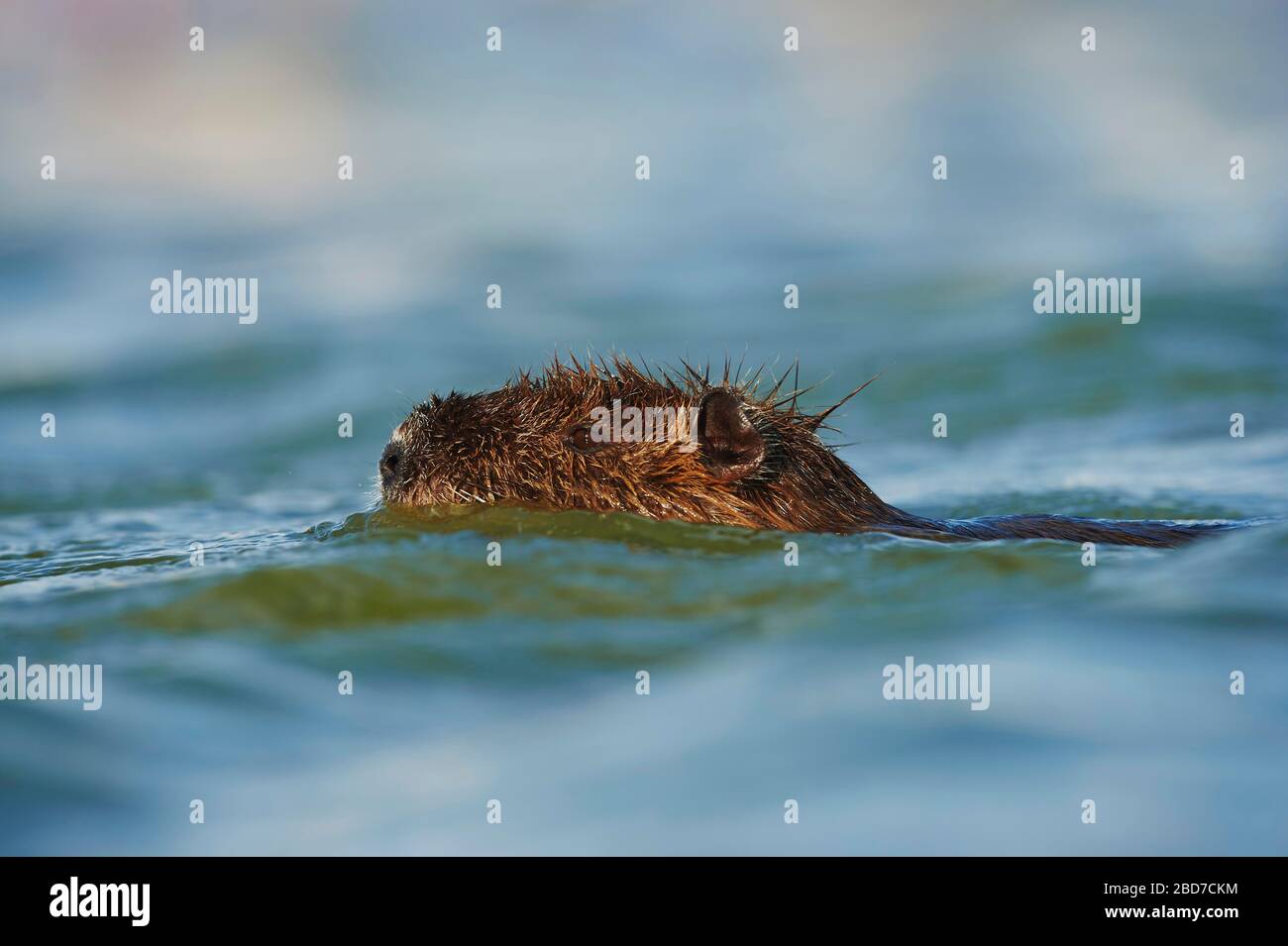 Coypu (Myocastor coypus), jeune animal nageant dans l'eau, portrait animal, Camargue, France Banque D'Images