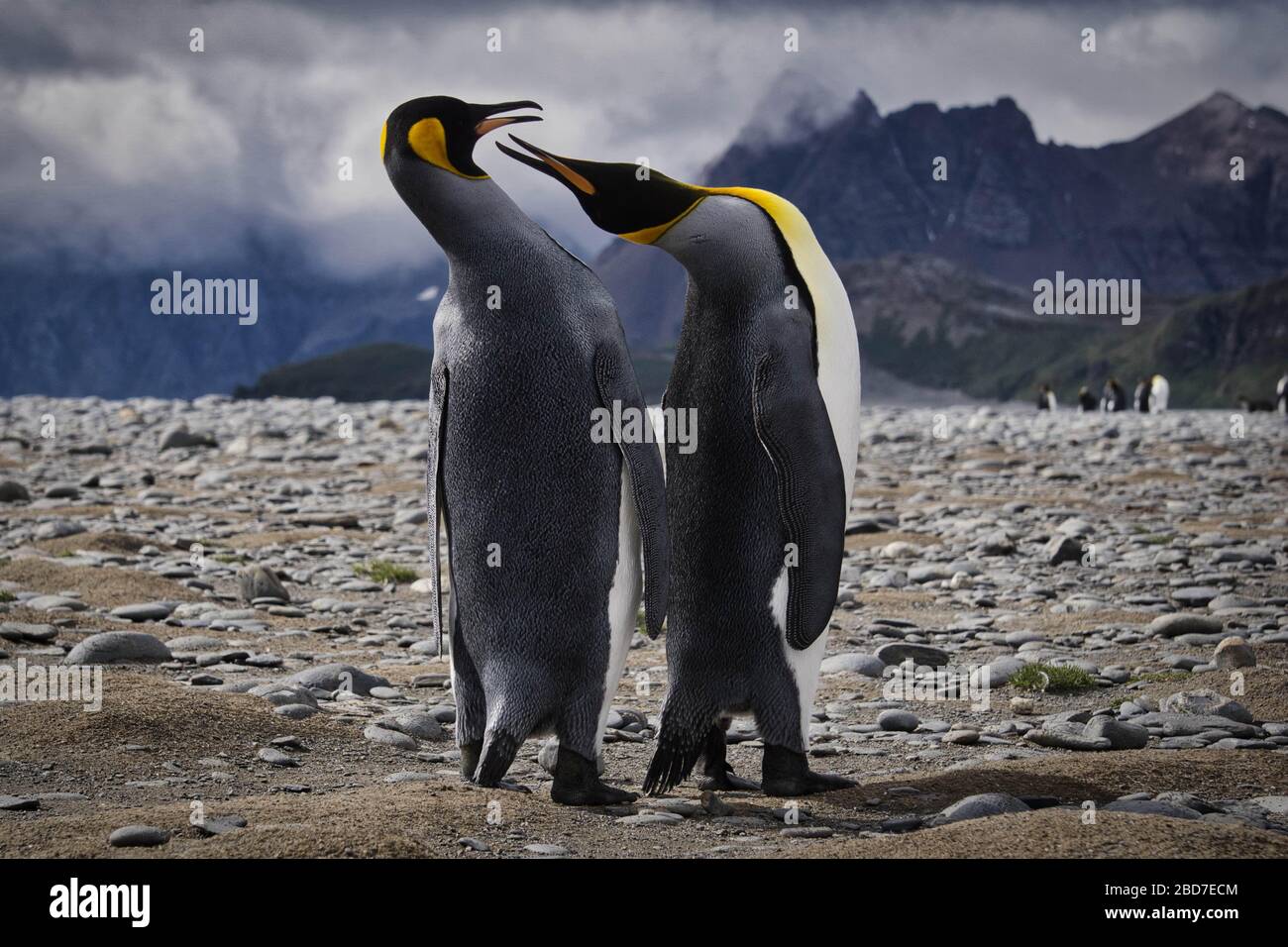 Un pingouin à l'autre sur la plage en Géorgie du Sud près de l'Antarctique Banque D'Images