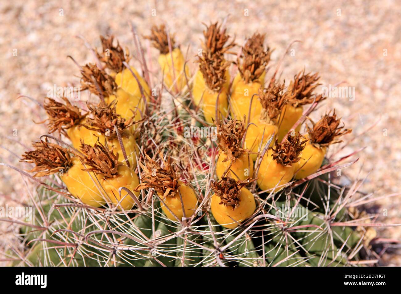Le canon à crochet cactus -Ferocactus Wislizenii, aussi appelé le tube cactus de l'Arizona Barrel ou le tube cactus SW avec des fruits en forme d'ananas, souvent misto Banque D'Images