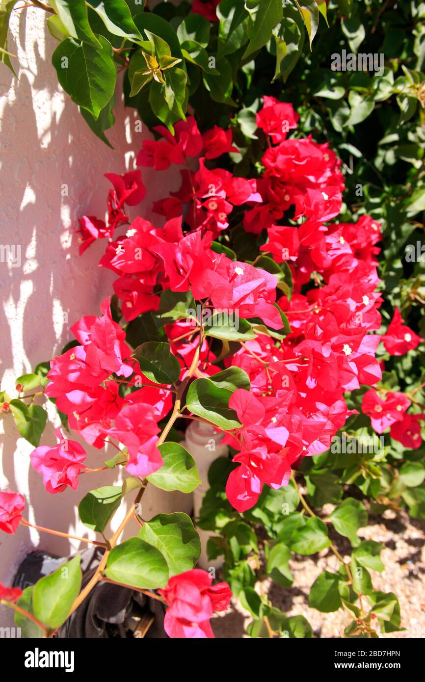 Bougainvillea aussi appelé Santa Ponsa, la plante ornementale épineuse originaire d'Amérique du Sud. Banque D'Images