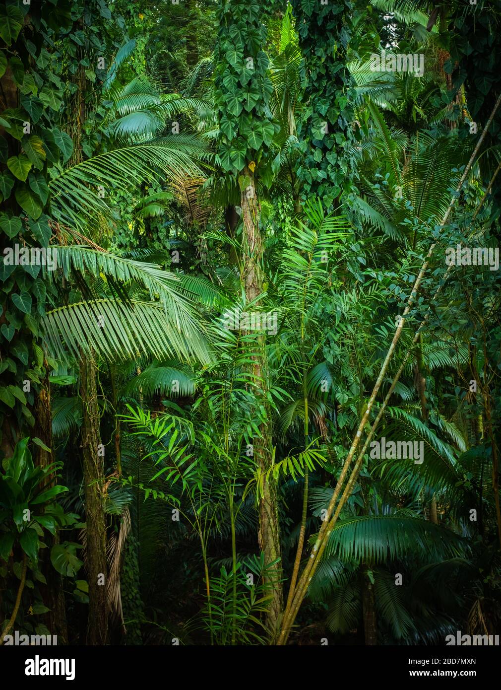 Arrière-plan texture de la jungle épaisse ou de la forêt tropicale dans les tropiques Banque D'Images