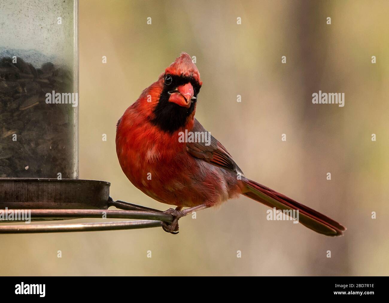 Un rouge Banque D'Images