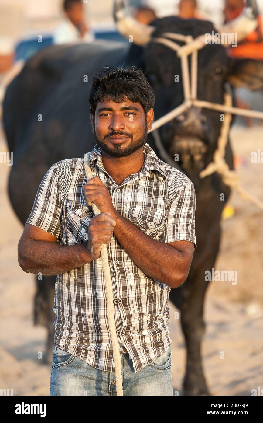 Un immigrant bangladais travaille à l'action de combat de taureau entre les taureaux de brahmine primés lors de la barabagarre hebdomadaire à Barka, près de Muscat, Oman Banque D'Images