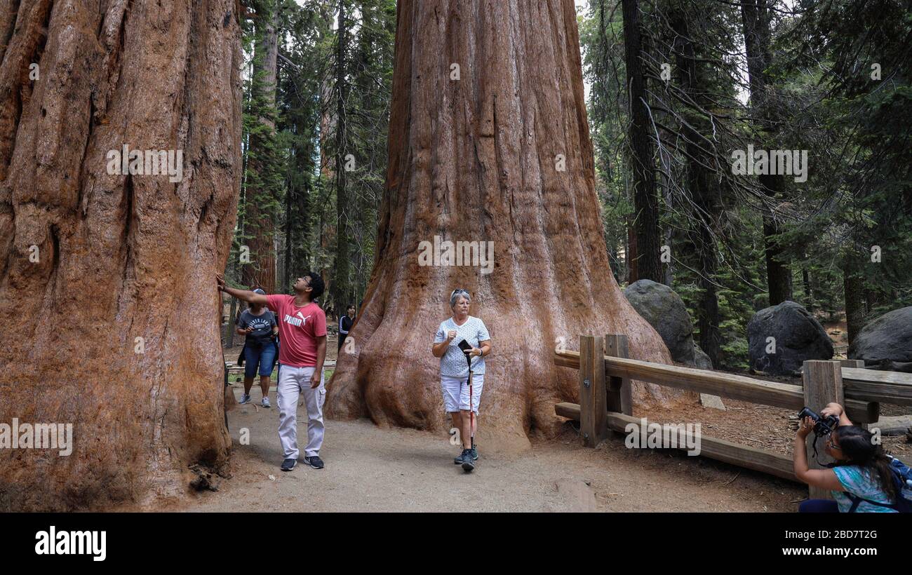 Les randonneurs se reposent par des arbres géants de Sequoia sur le sentier jusqu'à l'arbre général Sherman Banque D'Images