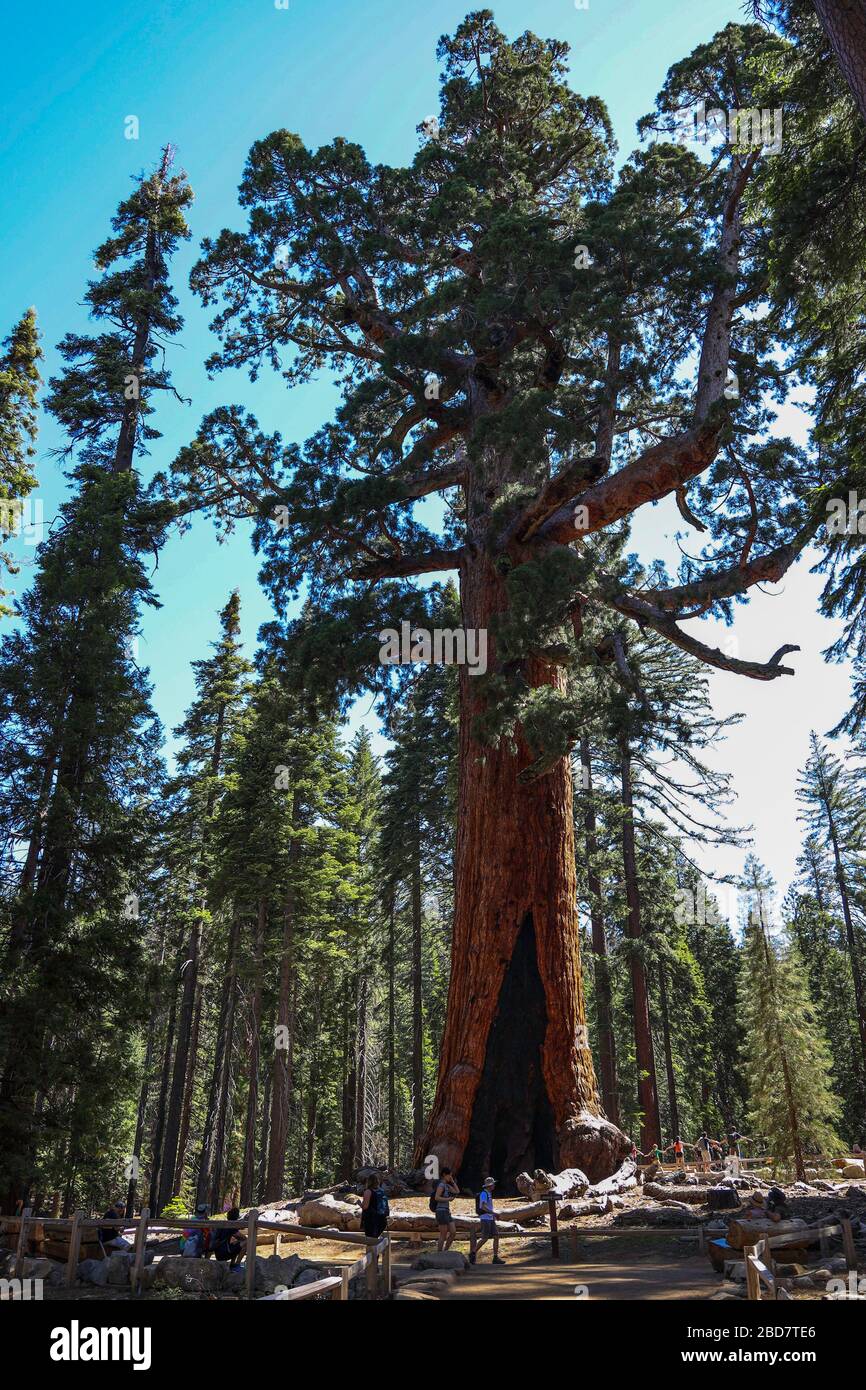 Le Grizzly Giant est une suite géante à Mariposa Grove, située dans le parc national de Yosemite. Banque D'Images