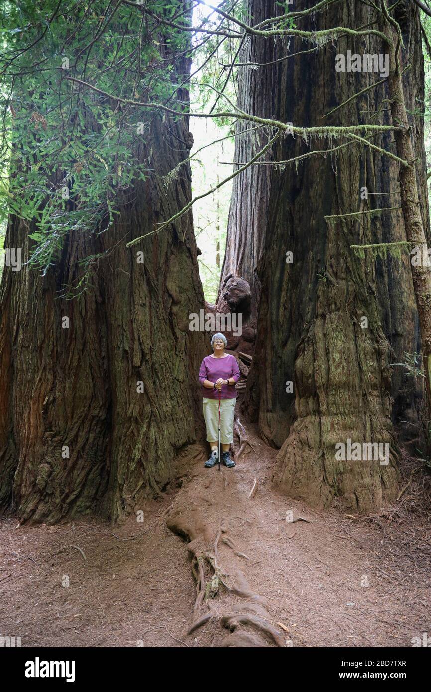 Un randonneur se dresse entre deux bois de forêt géante à Big Tree Wayside, Orick, CA Banque D'Images