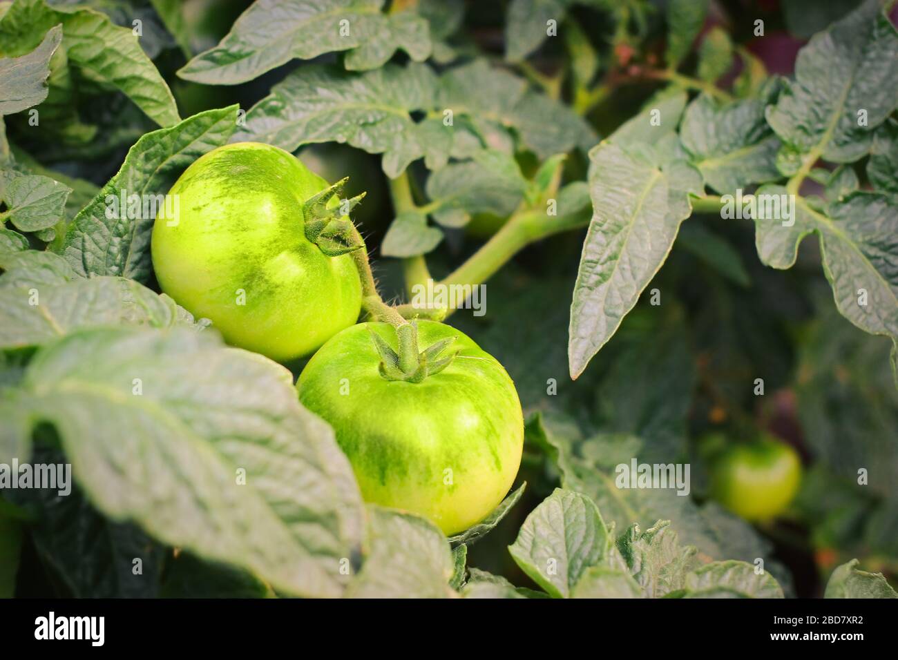 Gros plan des tomates vertes dans l'herbe épaisse. Jardin en été. Banque D'Images
