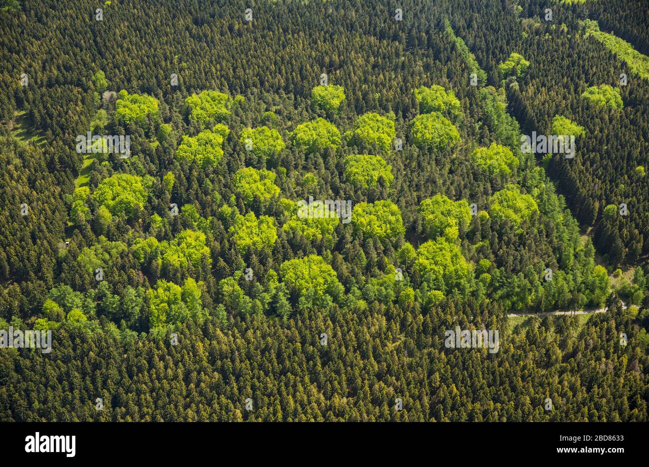 , forêt printanière Huertgenwald, 11.05.2015, vue aérienne, Allemagne, Rhénanie-du-Nord-Westphalie, Huertgenwald Banque D'Images