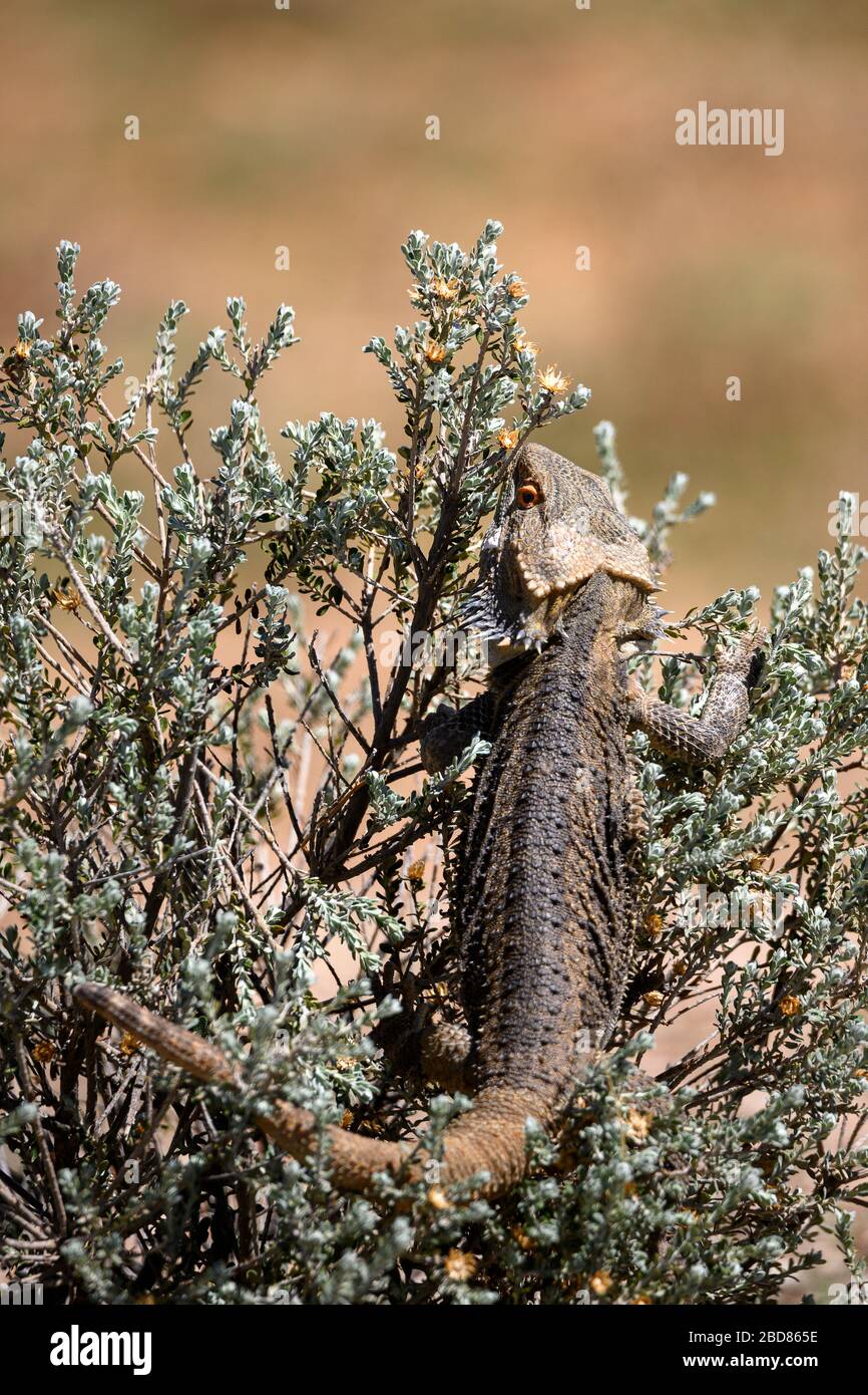 En gros plan avec un Lizard Dragon australien à barbe. Près des Whitecliffs, Nouvelle-Galles du Sud, Australie Banque D'Images