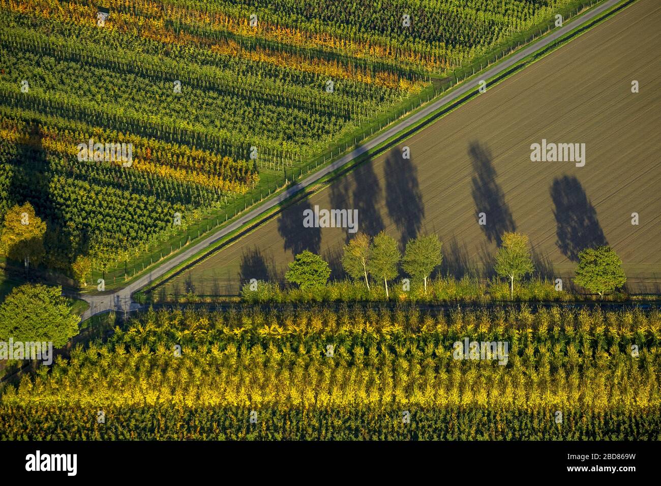 , pépinière d'arbres en automne, 26.10.2013, vue aérienne, Allemagne, Rhénanie-du-Nord-Westphalie, Werl Banque D'Images