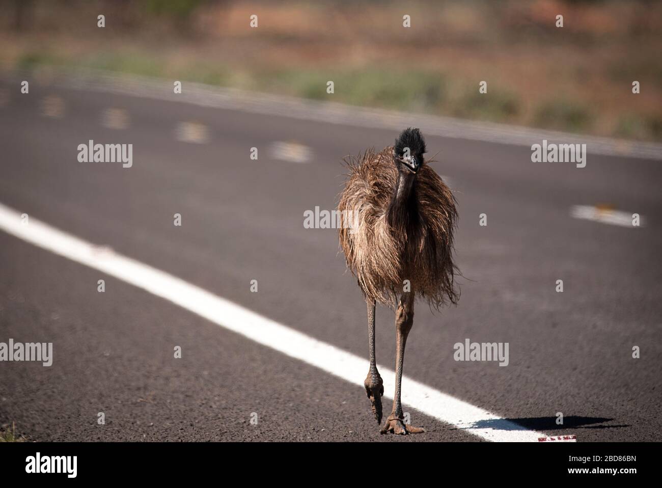 L'UEM marche le long de la route. Pris près de Hay, dans l'arrière-pays de Nouvelle-Galles du Sud, Australie Banque D'Images