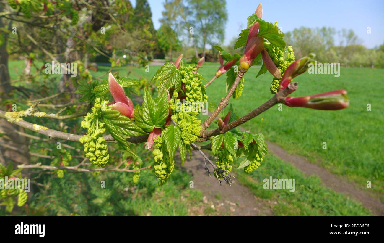 Érable sycamore, grand érable (Acer pseudoplatanus), branche avec bourgeons de fleurs et bourgeons de feuilles, Allemagne Banque D'Images