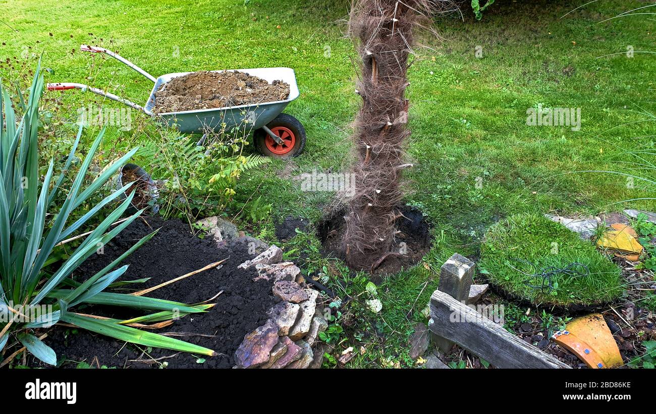 Palmier chinois de chanvre (Trachycarpus forthei, Trachycarpus excelsa), palmier est planté dans un jardin allemand, en Allemagne Banque D'Images