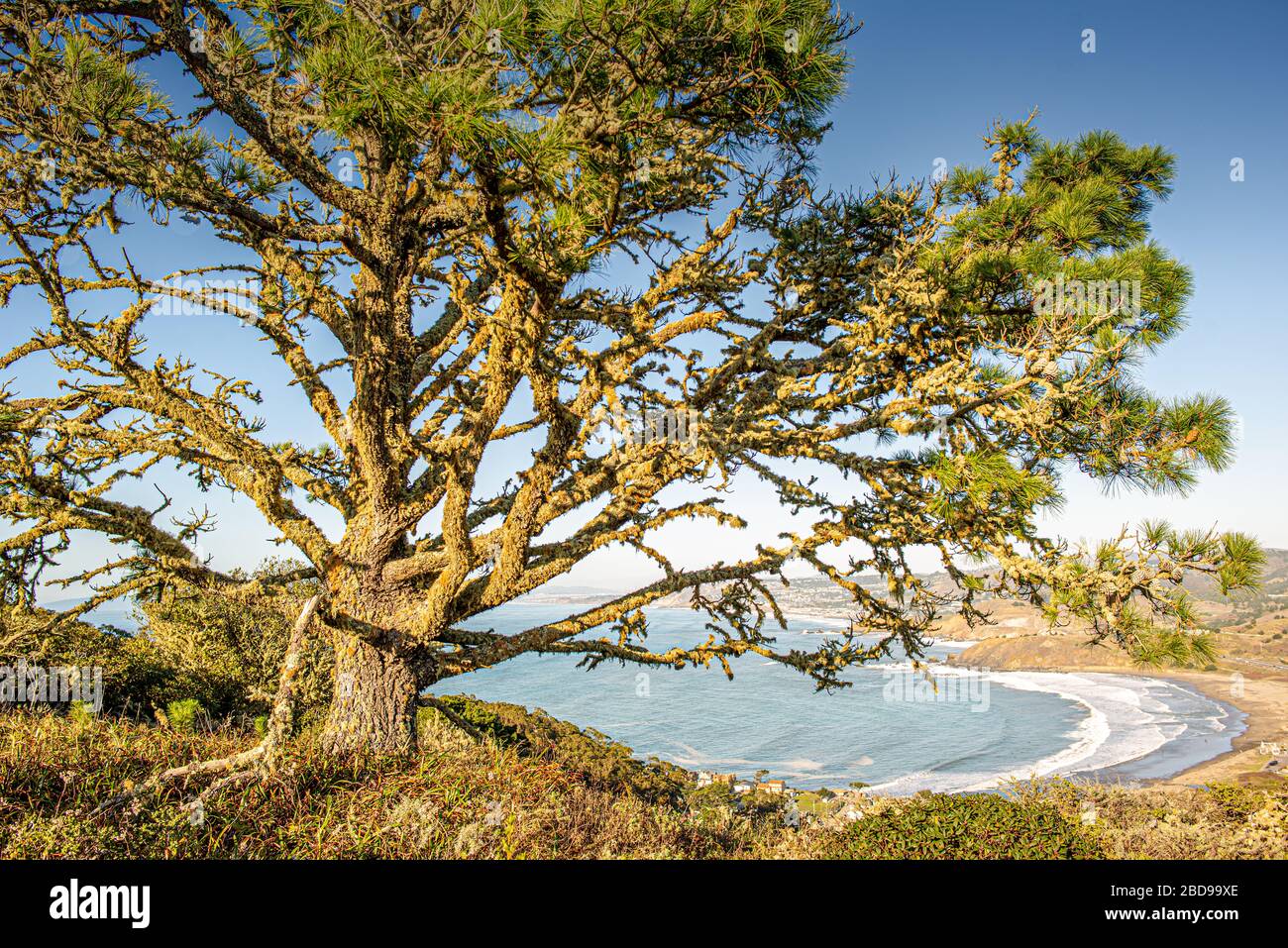 Arbres de Californie, Pacifica, CA Banque D'Images