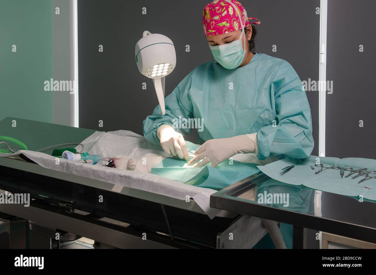 Chirurgie abdominale réelle sur un chat dans un milieu hospitalier Banque D'Images