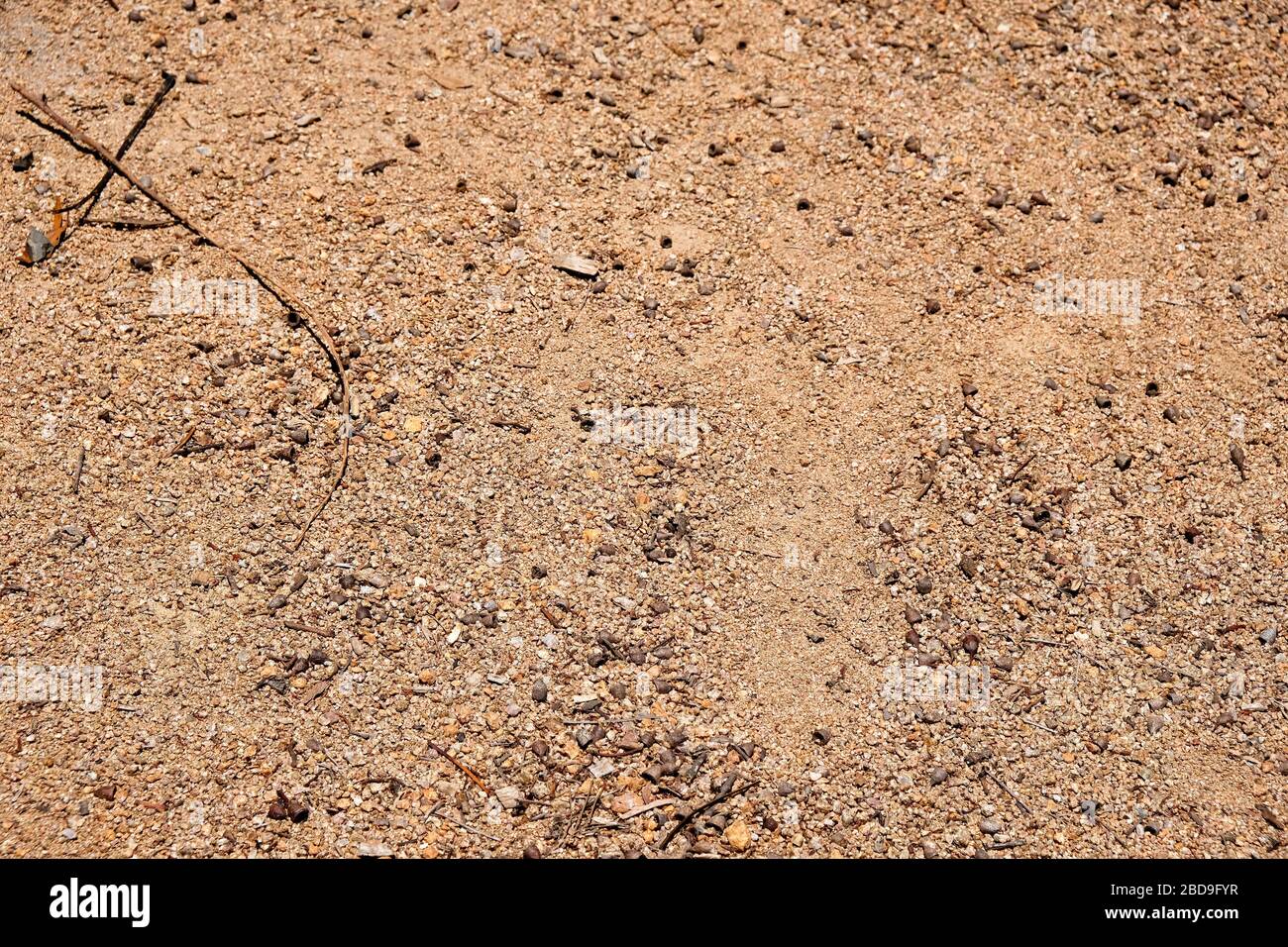 Un sentier en gravier fin parsemé de gousses de semis et de brindilles créant une surface texturale. Banque D'Images