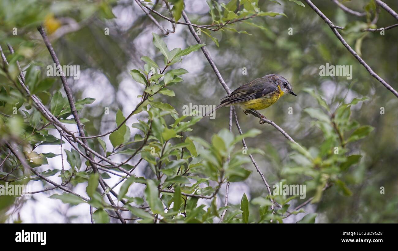 Jeune rouge-gorge jaune de l'est, Eopsaltria australis, assis sur une branche d'arbres. Banque D'Images