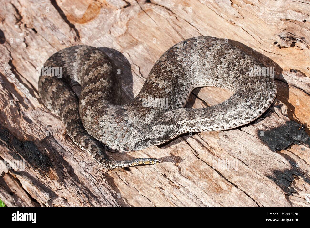 Adder australien de la mort montrant la queue Banque D'Images