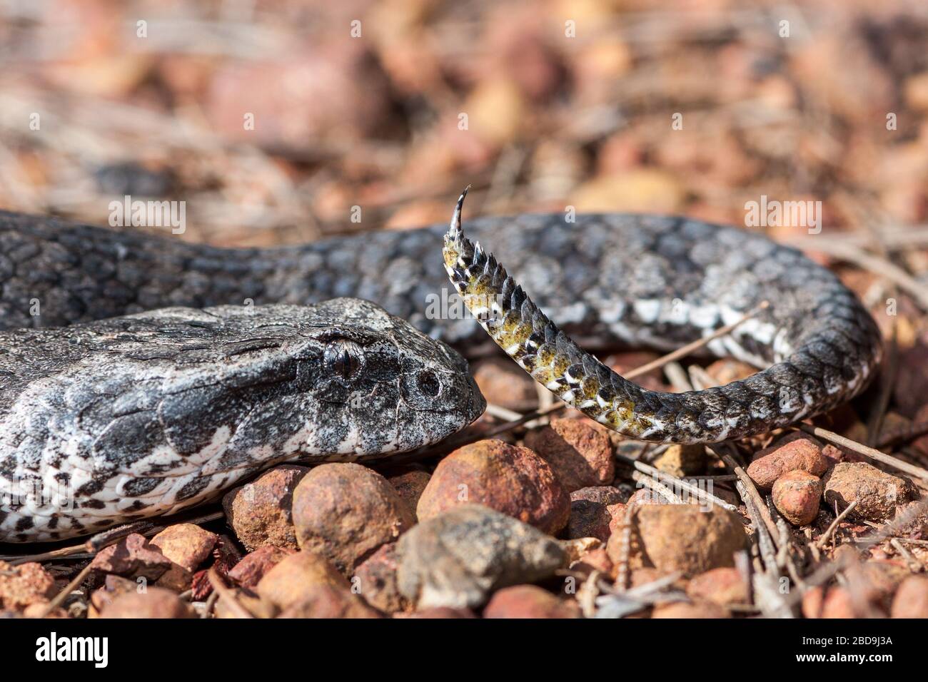 Fermeture de l'Adder australien de la mort montrant la queue Banque D'Images