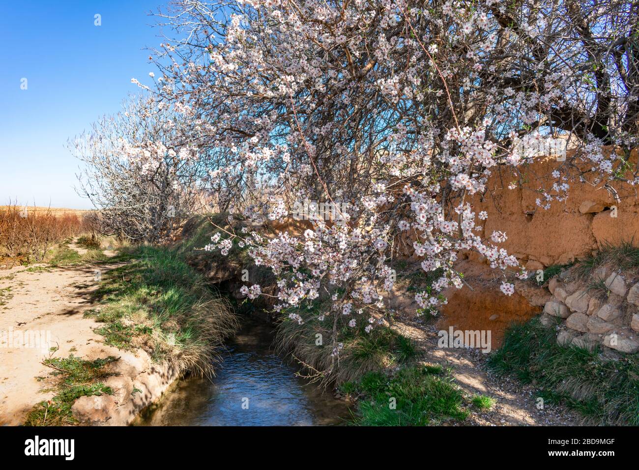 Fleur de maroc Banque d'image et photos - Alamy