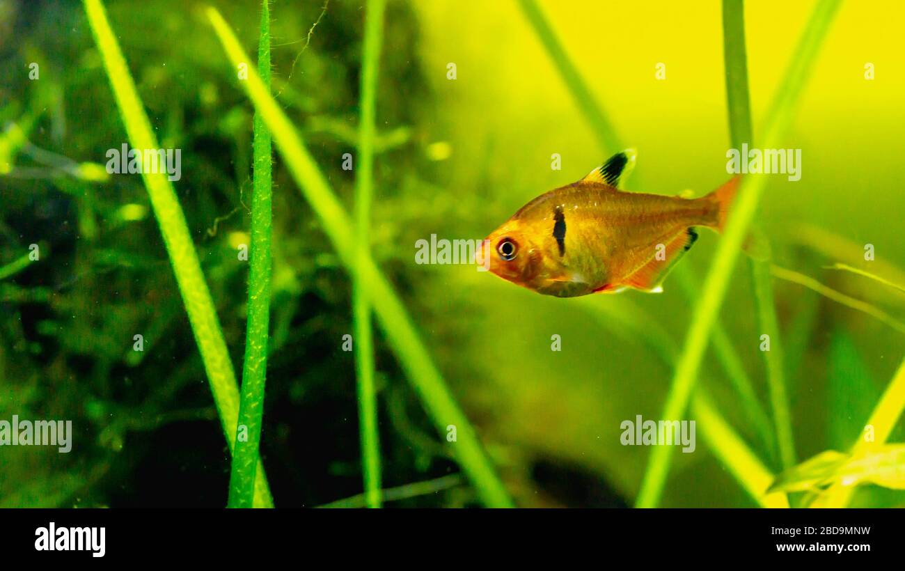 Poisson tétras à flamme rouge dans le réservoir planté Banque D'Images