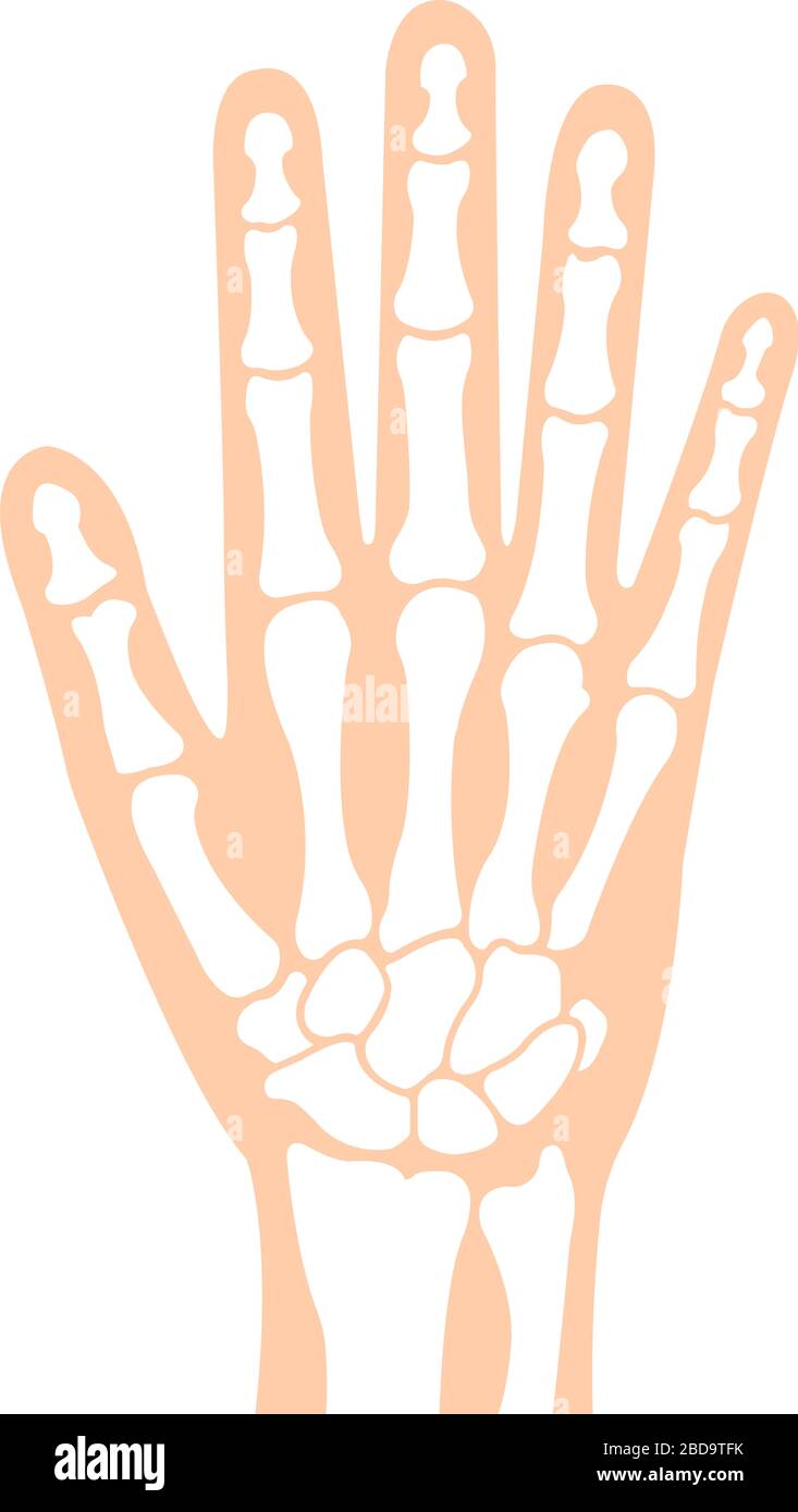 Illustration vectorielle plate des os de la main (anatomie humaine) / pas de texte Illustration de Vecteur