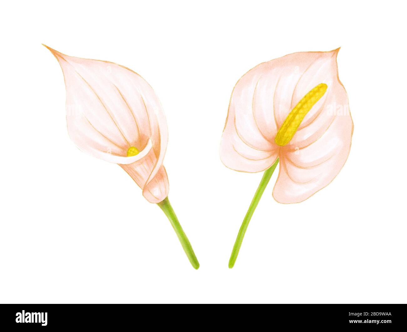 Jeu de fleurs douces rose-beige à dessin manuel anthurium et calla nénuphars sur fond blanc. Élément exotique décoratif pour cartes d'invitation, textile Banque D'Images