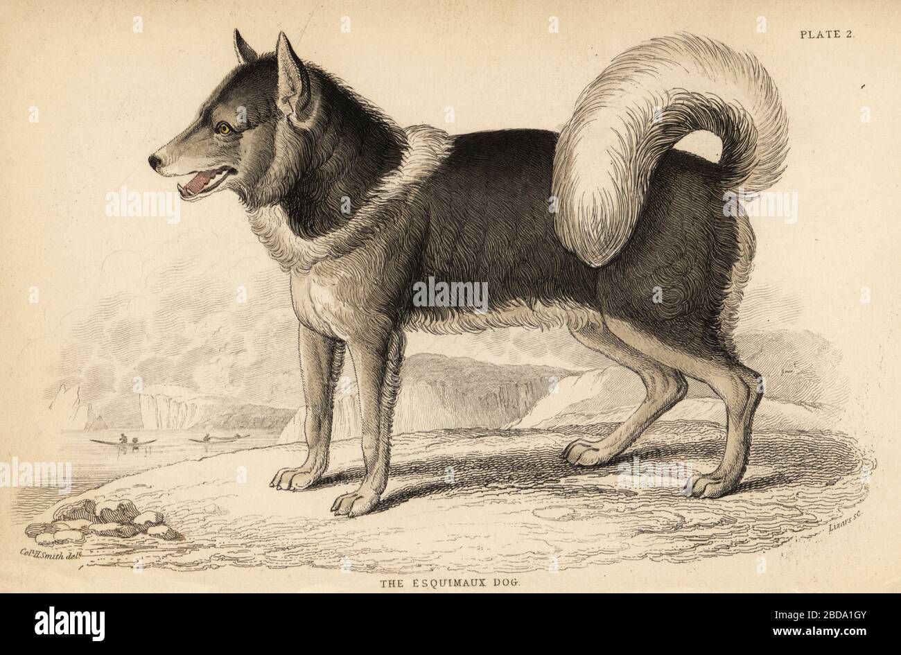 Chien esquimau canadien ou qimmiq, Canis lupus familiaris. En voie de disparition. (Le chien Esquimaux, Canis borealis). Les hommes inuits en canoës à l'arrière-plan. Gravure en acier de couleur à la main par William Lizars à partir d'un dessin du colonel Charles Hamilton Smith de son volume sur les chiens de la bibliothèque Naturaliste de Sir William Jardine : Mammalia, W. H. Lizars, Édimbourg, 1840. Banque D'Images