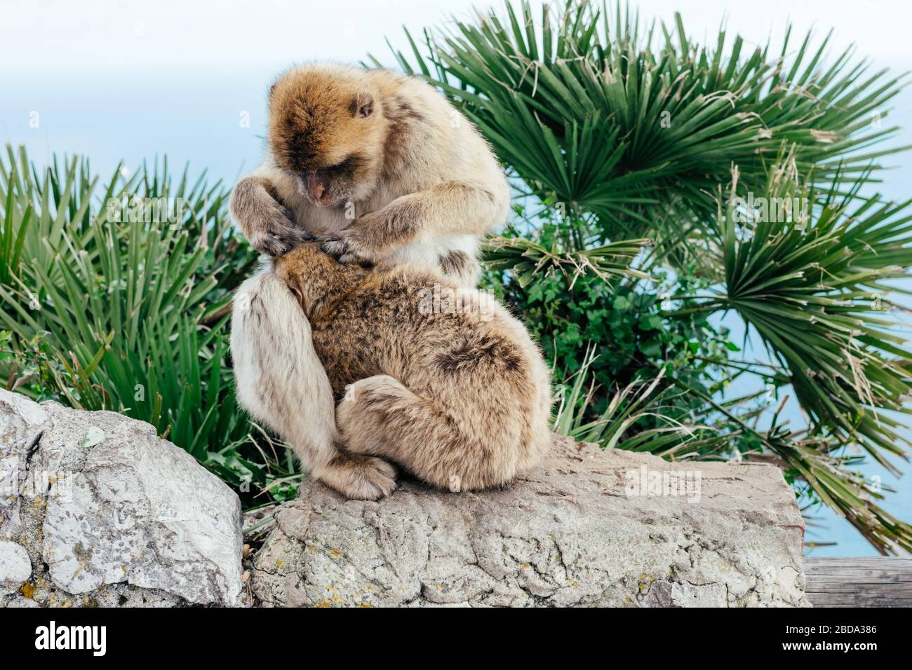 Vue de deux singes sauvages comme barbary Macaque se toilettant l'un l'autre au sommet du Rocher de Gibraltar. Colonie britannique Gibraltar. Banque D'Images
