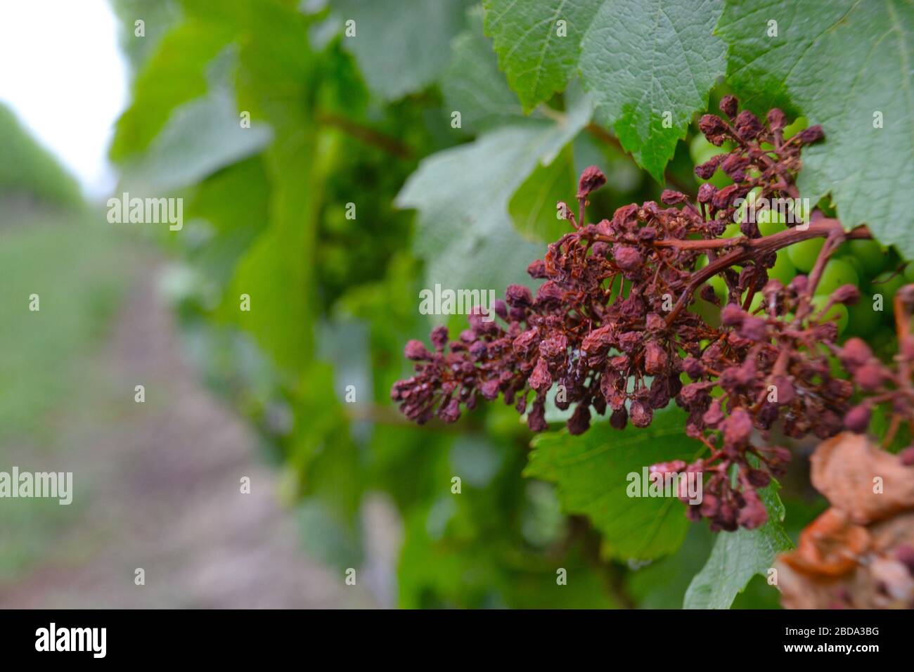 Gardié de raisins rouges de pinot noir morts sur la vigne dans un vignoble australien après la récolte Banque D'Images