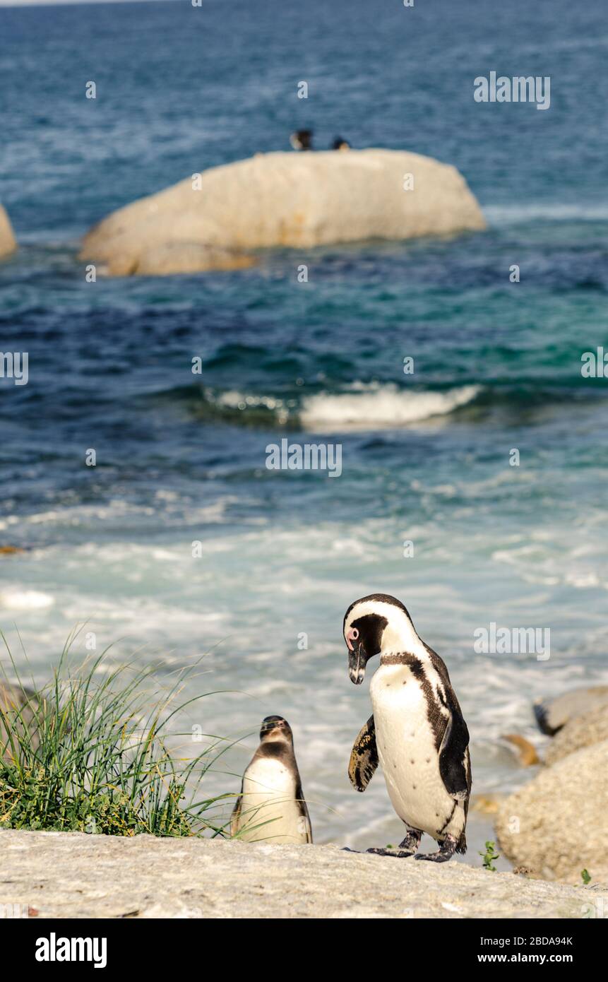 Pingouins africains ( Spheniscus demersus ) Jackass penguin flightless oiseaux africains Boulders plage Simons Town Western Cape, Afrique du Sud Banque D'Images