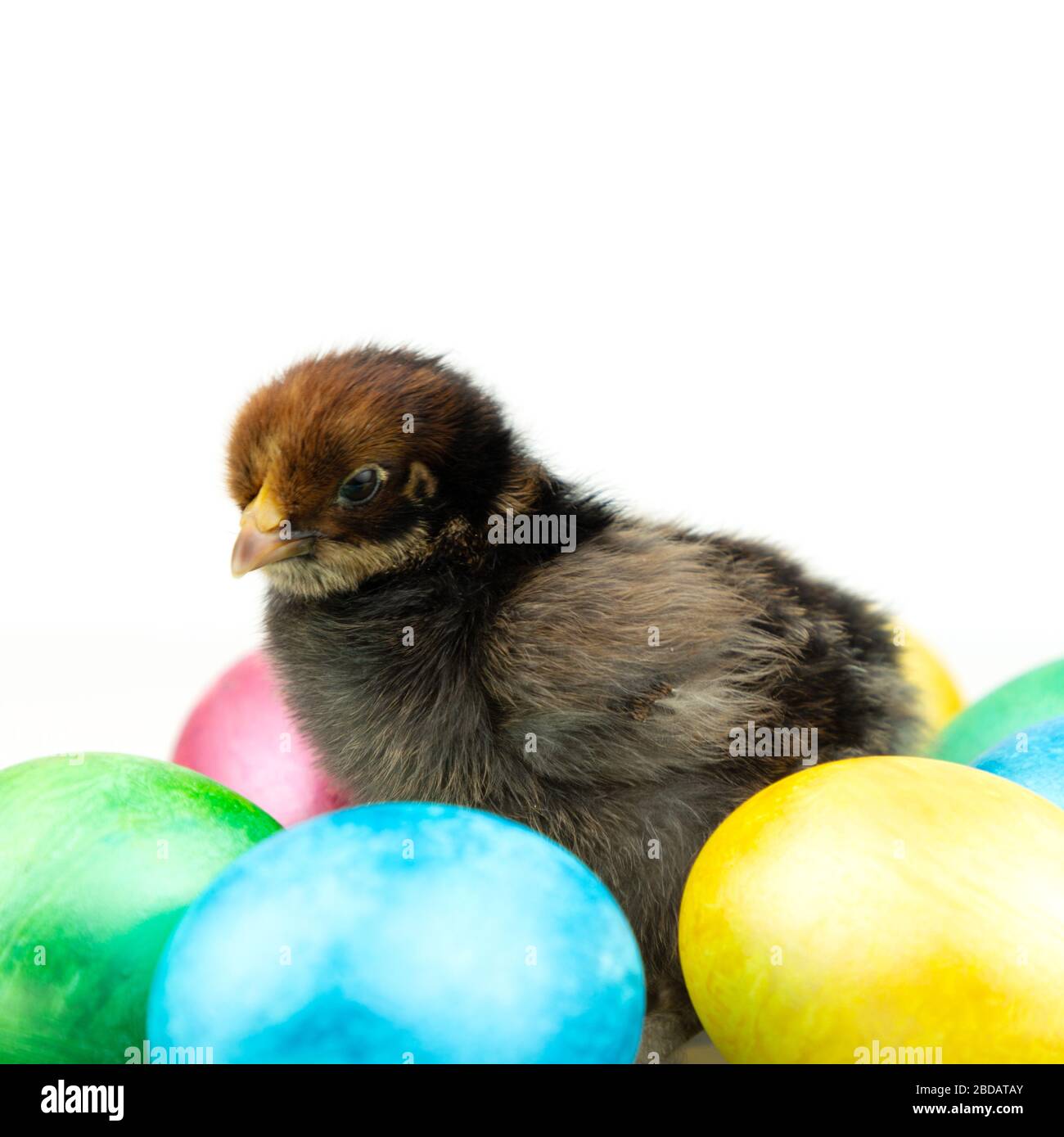 Petite poussette noire avec des œufs de pâques colorés sur fond blanc. Banque D'Images